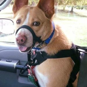 Meet your Posher, Sienna